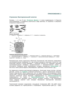 ПРИЛОЖЕНИЕ 2 Строение бактериальной клетки