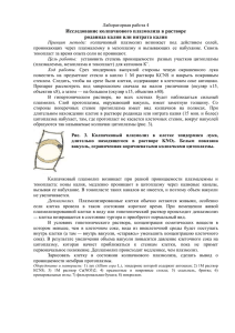 Исследование колпачкового плазмолиза в растворе роданида калия или нитрата калия