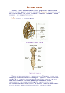 Грудная клетка