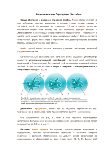 Корненожки или Саркодовые (Sarcodina)