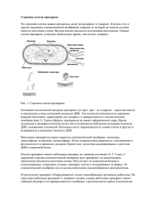 3. Строение клеток прокариот.