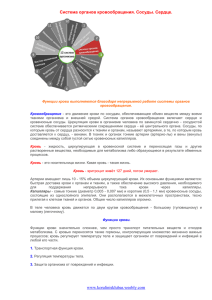 Система органов кровообращения. Сосуды. Сердце.