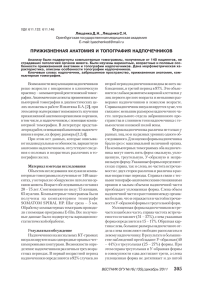 ПРИЖИЗНЕННАЯ АНАТОМИЯ И ТОПОГРАФИЯ НАДПОЧЕЧНИКОВ Лященко Д.Н., Лященко С.Н. Email: