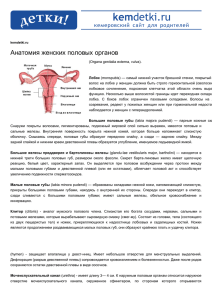 Анатомия женских половых органов