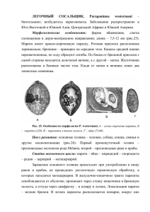 ЛЕГОЧНЫЙ СОСАЛЬЩИК, Paragonimus westermani