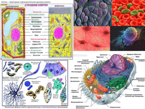 Клетка