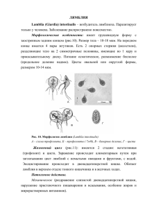 ЛЯМБЛИЯ Lamblia (Giardia) intestinalis – возбудитель лямблиоза