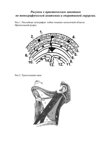 Рисунки к практическим занятиям по топографической анатомии