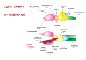 Отделы головного мозга позвоночных
