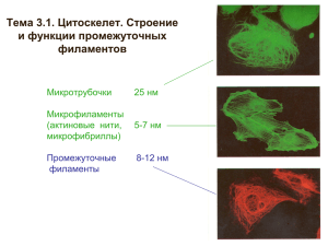 Тема 3.1. Цитоскелет. Строение и функции промежуточных филаментов