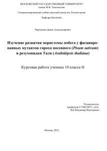 Изучение развития меристемы побега у фасцииро