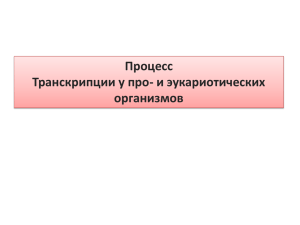 Процесс Транскрипции у про- и эукариотических организмов