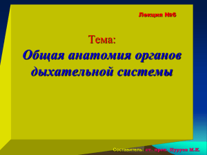 Тема: Анатомия легких, плевры и средостения