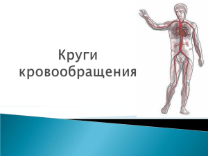 Круги кровообращения