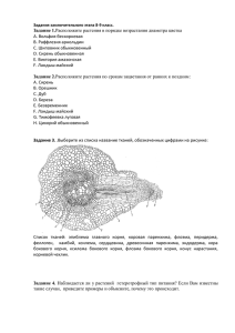 А. Вольфия бескорневая B. Раффлезия арнольдии C. Шиповник