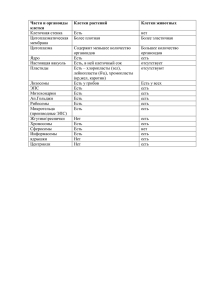Части и органоиды клетки Клетки растений Клетки животных