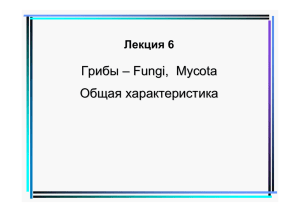 Грибы – Fungi, Mycota Общая характеристика