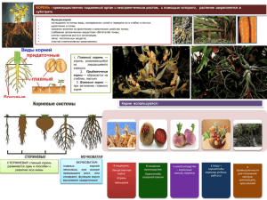 Строение корня и его видоизменения Файл