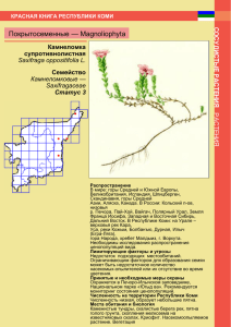 Покрытосеменные — Magnoliophyta Камнеломка супротивнолистная Семейство