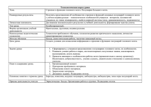 "Строение и функции головного мозга. Полушария большого