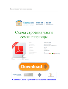 Схема строения части семян пшеницы