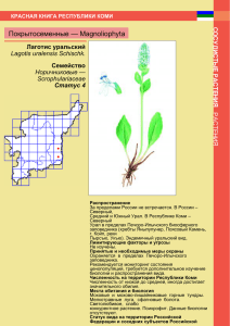 Покрытосеменные — Magnoliophyta Лаготис уральский Семейство Lagotis uralensis Schischk.