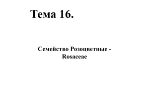 Тема 16. Семейство Розоцветные - Rosaceae