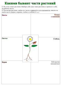 Lr-Строение растений.cdr