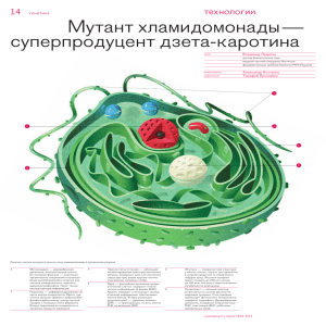 Мутант хламидомонады — суперпродуцент дзета-каротина 14 технологии