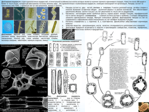 Диатомовые водоросли Файл
