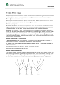 Обрезка яблони и груш