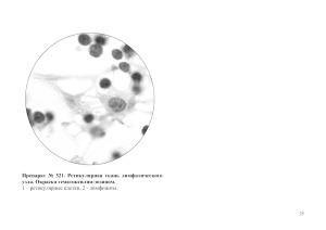 1 – ретикулярные клетки, 2 - лимфоциты. узла. Окраска гематоксилин-эозином.