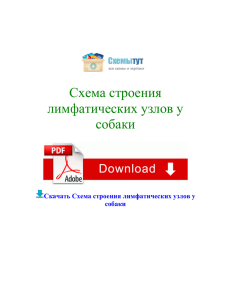 Схема строения лимфатических узлов у собаки