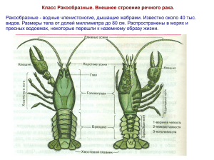 Класс Ракообразные. Внешнее строение речного рака