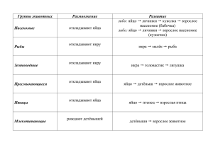 Схема. Классификация животных