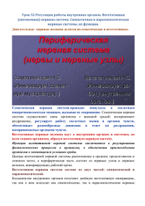 Урок 52 Регуляция работы внутренних органов. Вегетативная