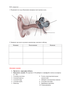 Слуховой анализатор