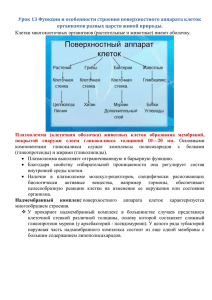 Урок 13 Функции и особенности строения поверхностного