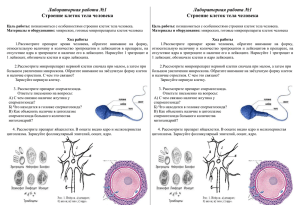 Строение клетки тела человека