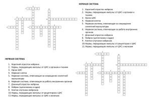 кроссворд нервная система