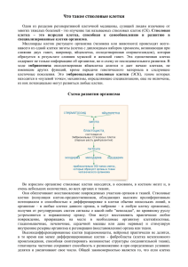 Что такое стволовые клетки