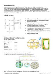 Строение клетки