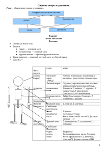 Скелет