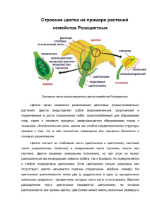 25. Строение цветка на примере растений семейства