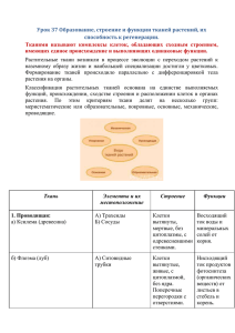 Урок 37 Образование, строение и функции тканей растений, их