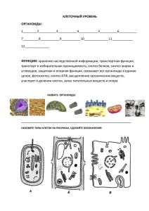 КЛЕТОЧНЫЙ УРОВЕНЬ ОРГАНОИДЫ: 1________2__________3___________4___________5__________6__________ 7_________8___________9___________10______________11____________