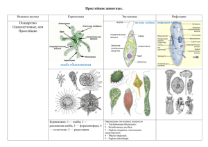 Простейшие