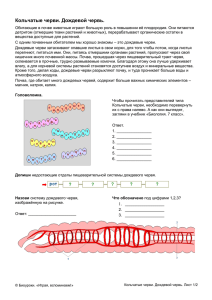 Кольчатые черви. Дождевой червь