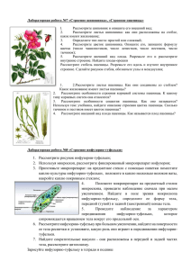 Лабораторная робота №7 «Строение шиповника», «Строение