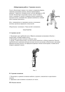 Лабораторная работа Строение скелета Скелет обеспечивает